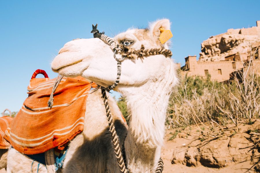 Luxurious Agafay Desert Escape: Poolside Lunch or Starlit Dinner Experience